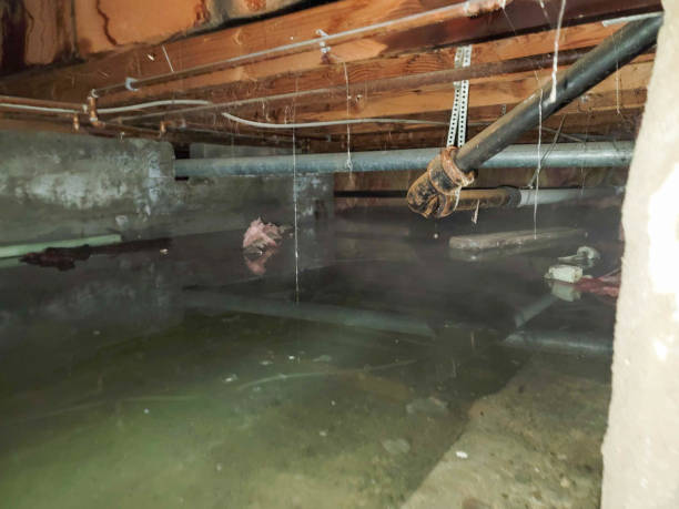 Best Local water damage restoration  in Poplar Bluff, MO
