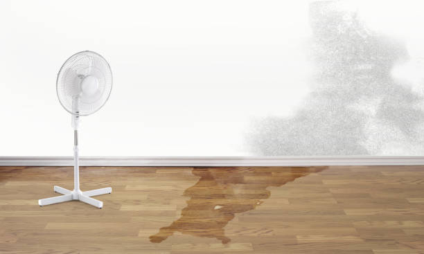 Best Water damage contractors near me  in Poplar Bluff, MO